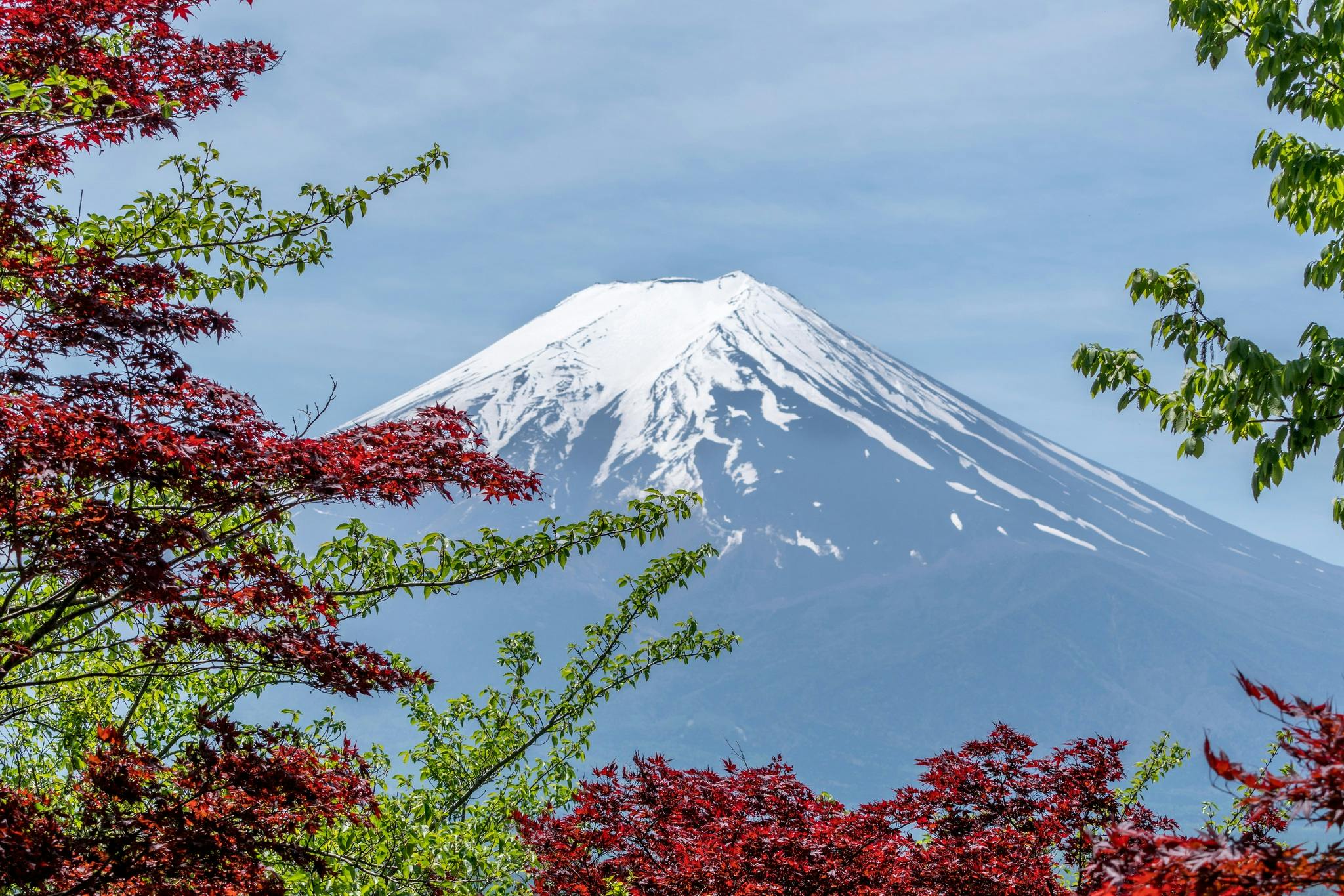 Mt Fuji framed by red and green maple leaves
